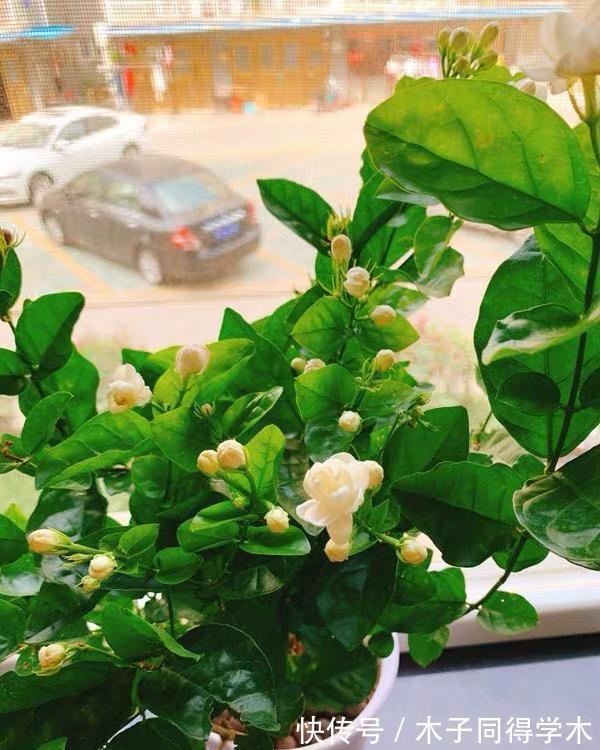 茉莉|茉莉叶子发黄，分不同的情况，对症下药，改善叶子发黄问题！