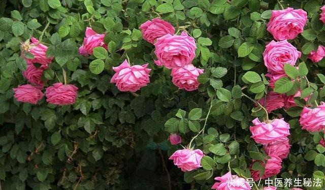 家养树状月季花生长,离不开这“3点”,做好它,月月有花赏!