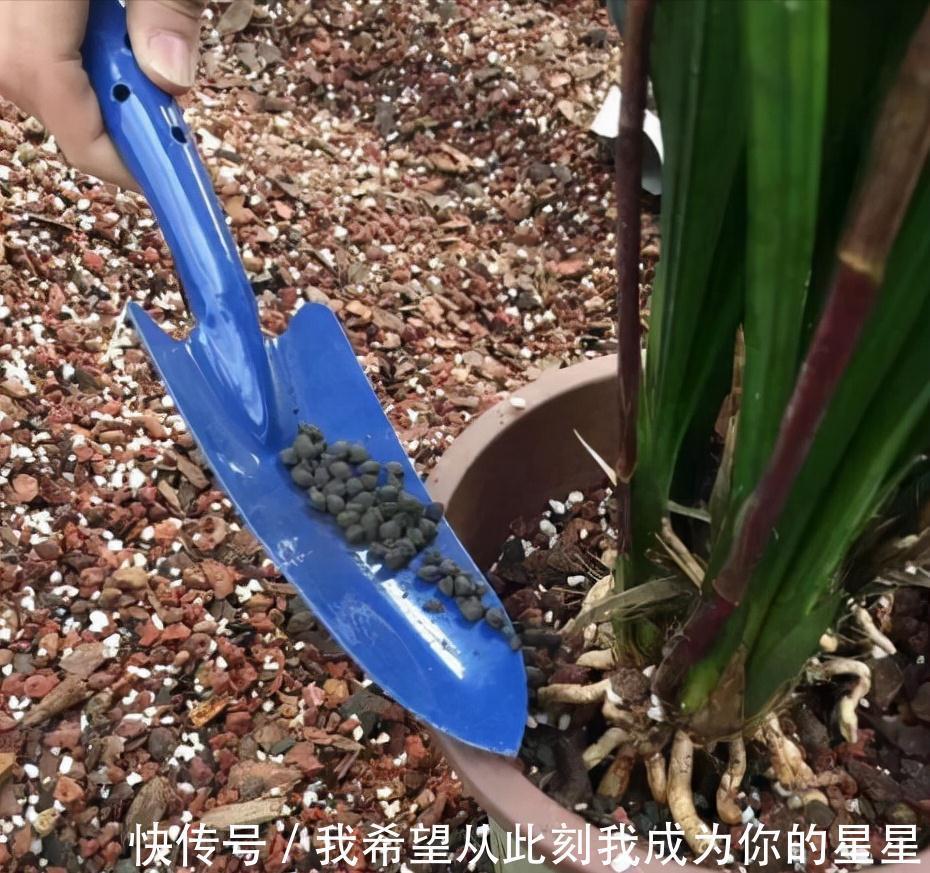 兰花的四个“大误区”,看似有道理,实则很陷阱,别被人忽悠了