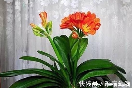 蓖麻子|教你一招让君子兰蹭蹭长，一年长两三对叶子！