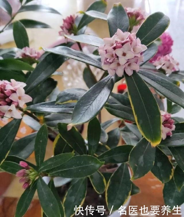 花香堪比香水,邻居大妈都追着问,眼馋极了!