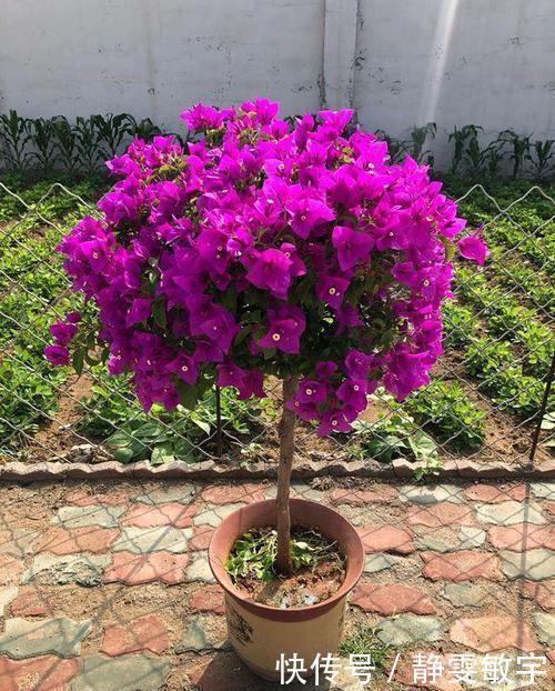 养三角梅6年,摸索出1个简单的扦插方法,成活率90%以上!