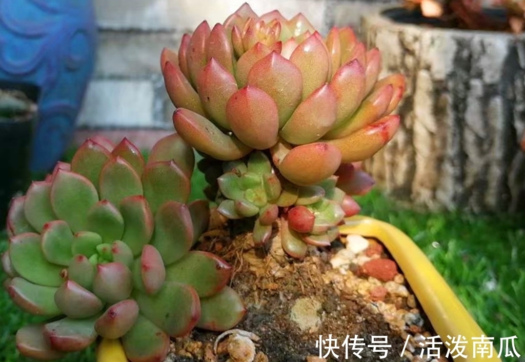 唐印|多肉肥点才好看,所以这些多肉夏天不能轻易断水,缺水会越长越丑