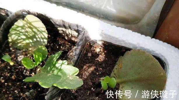 长寿花叶片发软,发蔫学会这6招,叶片硬开花一茬接一茬