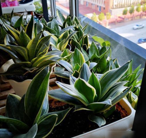 两件事|自制“淘米水”养花,掌握两个要点,发酵快无异味,养啥花都旺