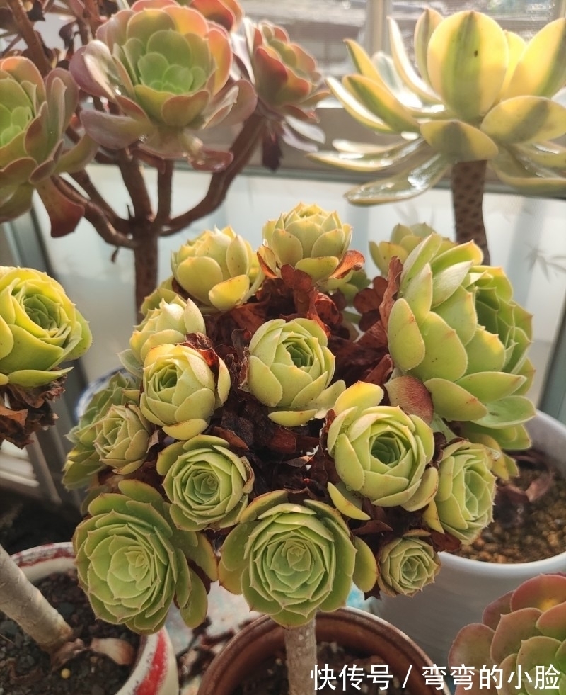 诺娃|有事没事看看多肉,才是度夏的基本保障