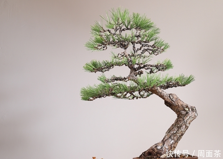 罗汉松|中国盆景欣赏,园艺大师经过几十年的精心打理,感受盆景独特的美