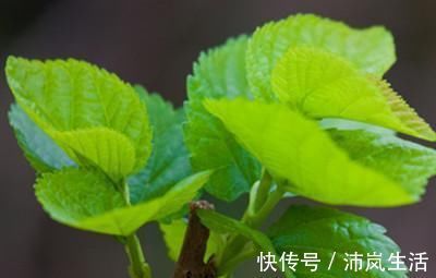 糖友们|6种有效降血糖的食物，糖友们多吃点，帮你稳定血糖更健康！