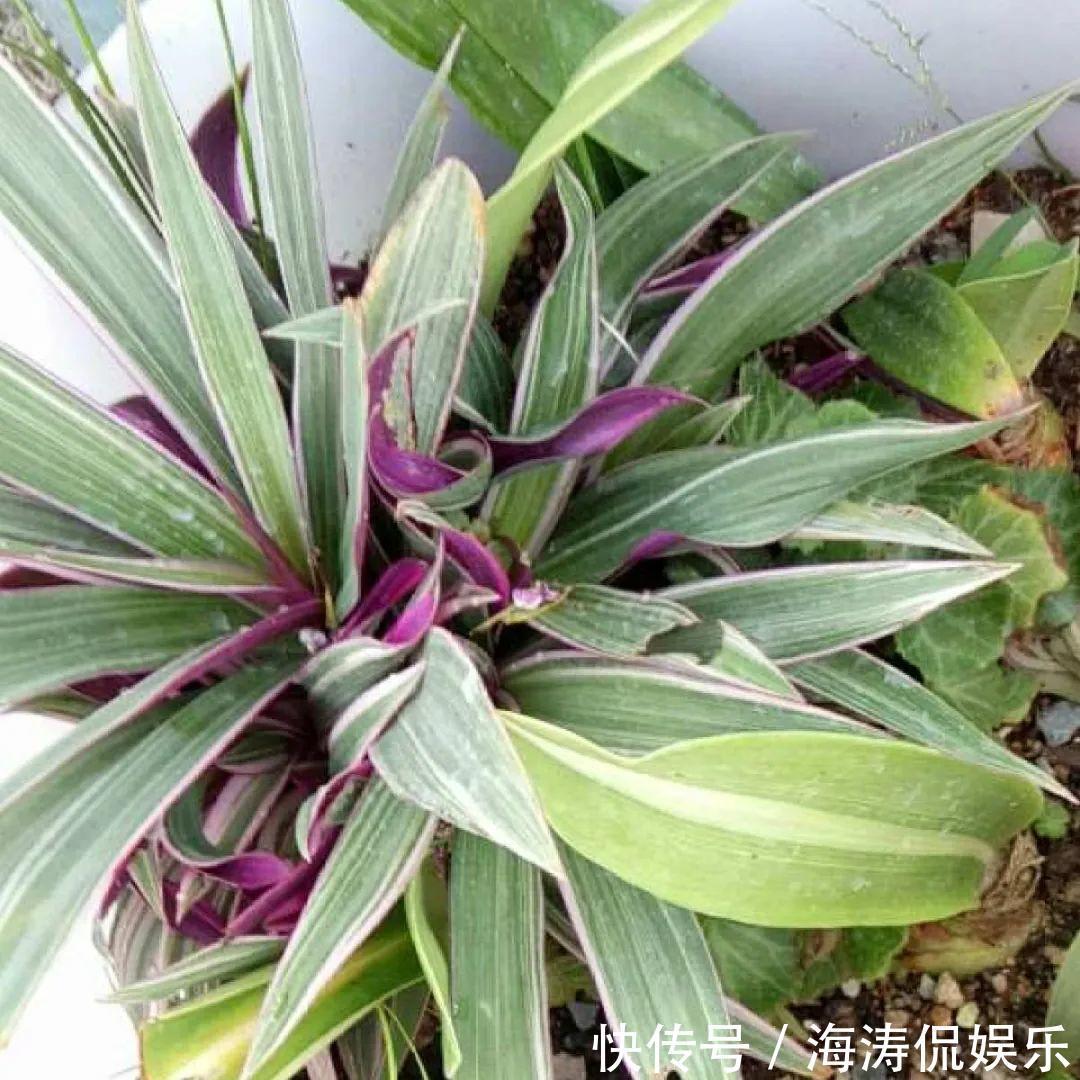 绿萝、吊兰变异了这些品种，你未必都见过！