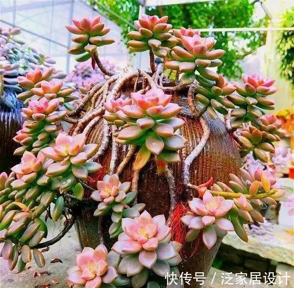 养多肉,做到“3控、1多、1勤”美艳多汁,胖成肉球