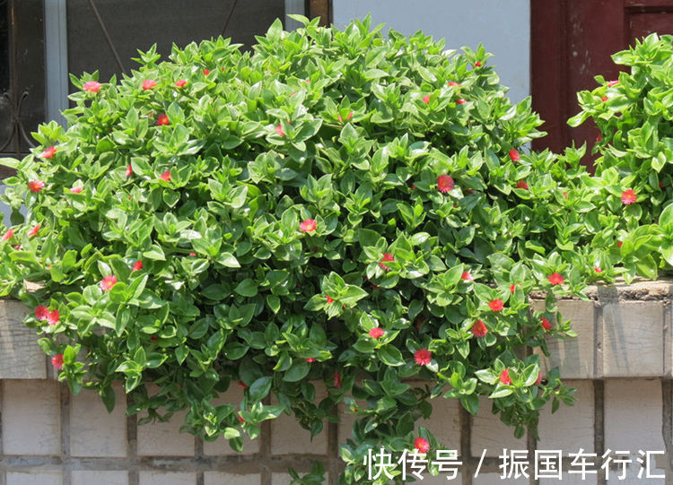 喜欢菊花,不如养盆优良名菊“蜡菊”,美轮美奂,爆成菊花海!