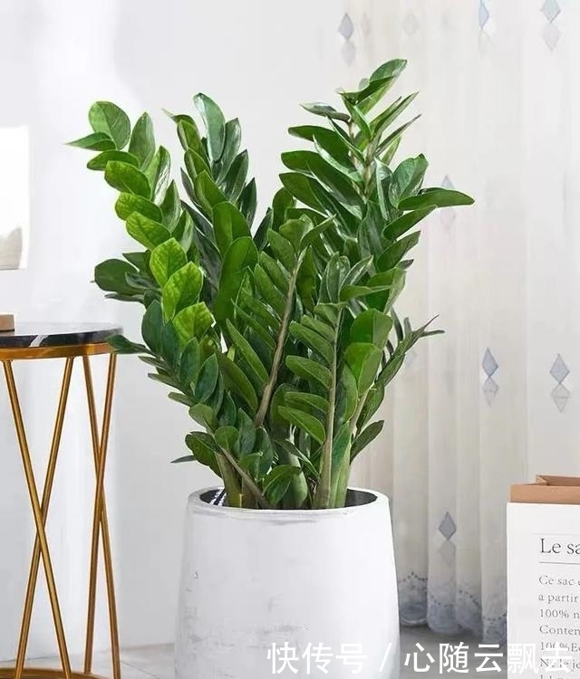 快过年了,6种“招财树”不能少,家里养几棵,招福又招财