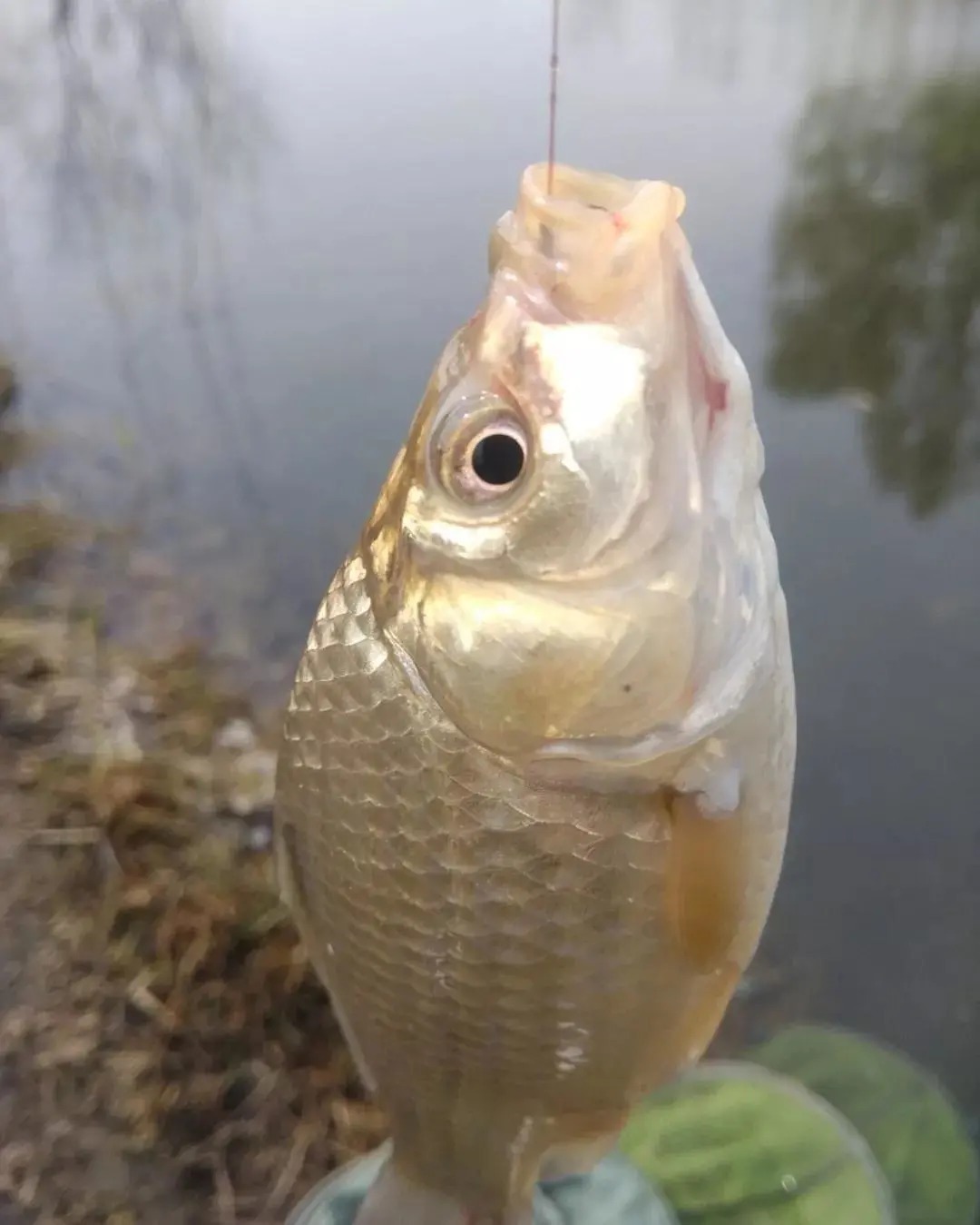 调漂|野钓鲫鱼出现这些现象,说明钓得太钝了,可从三个方面调整