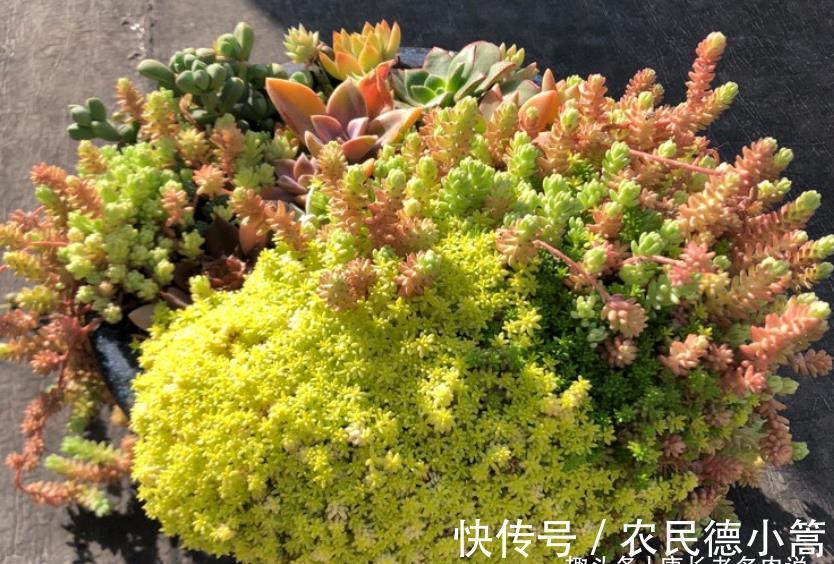 酥皮鸭|多肉花盆不透气，三伏天想换盆？要是像这样操作那换一下也无妨