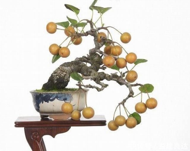 极品水果盆景,这辈子能有一盆,就值了
