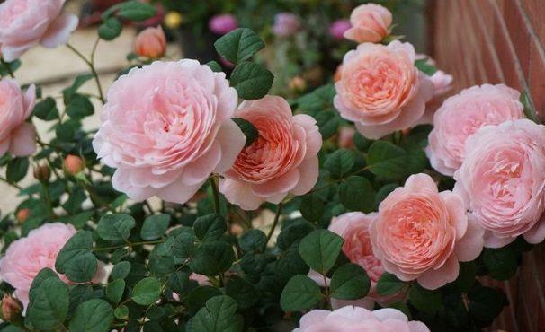 养花就养几款花，对待新手很友好，满树都是花朵，漂亮极了