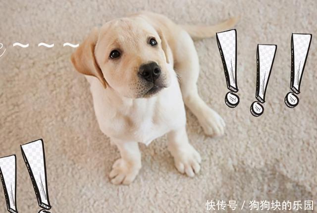 狗狗尿黄是什么情况 狗狗尿黄是什么情况