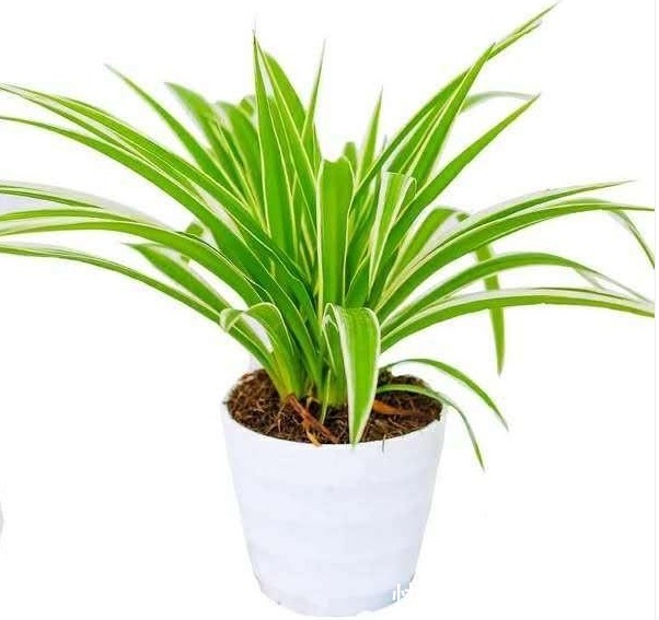 给吊兰浇水，避开这两个“小误区”，叶子翠绿，轻松养爆盆！