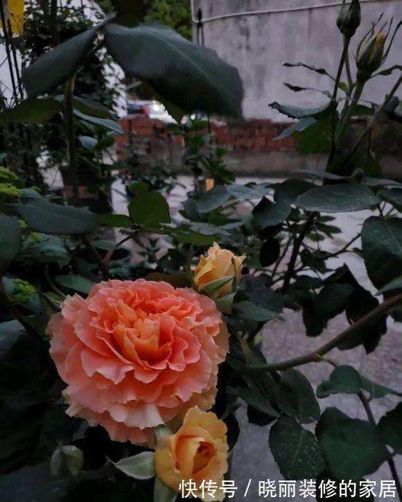 一根枝条上可以开出20几朵花,这款月季无论是盆栽地栽都能开爆