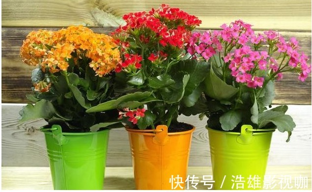 鸡蛋黄|养长寿花喂个“它”,小花苞钻个不停,40天呼呼就爆盆了