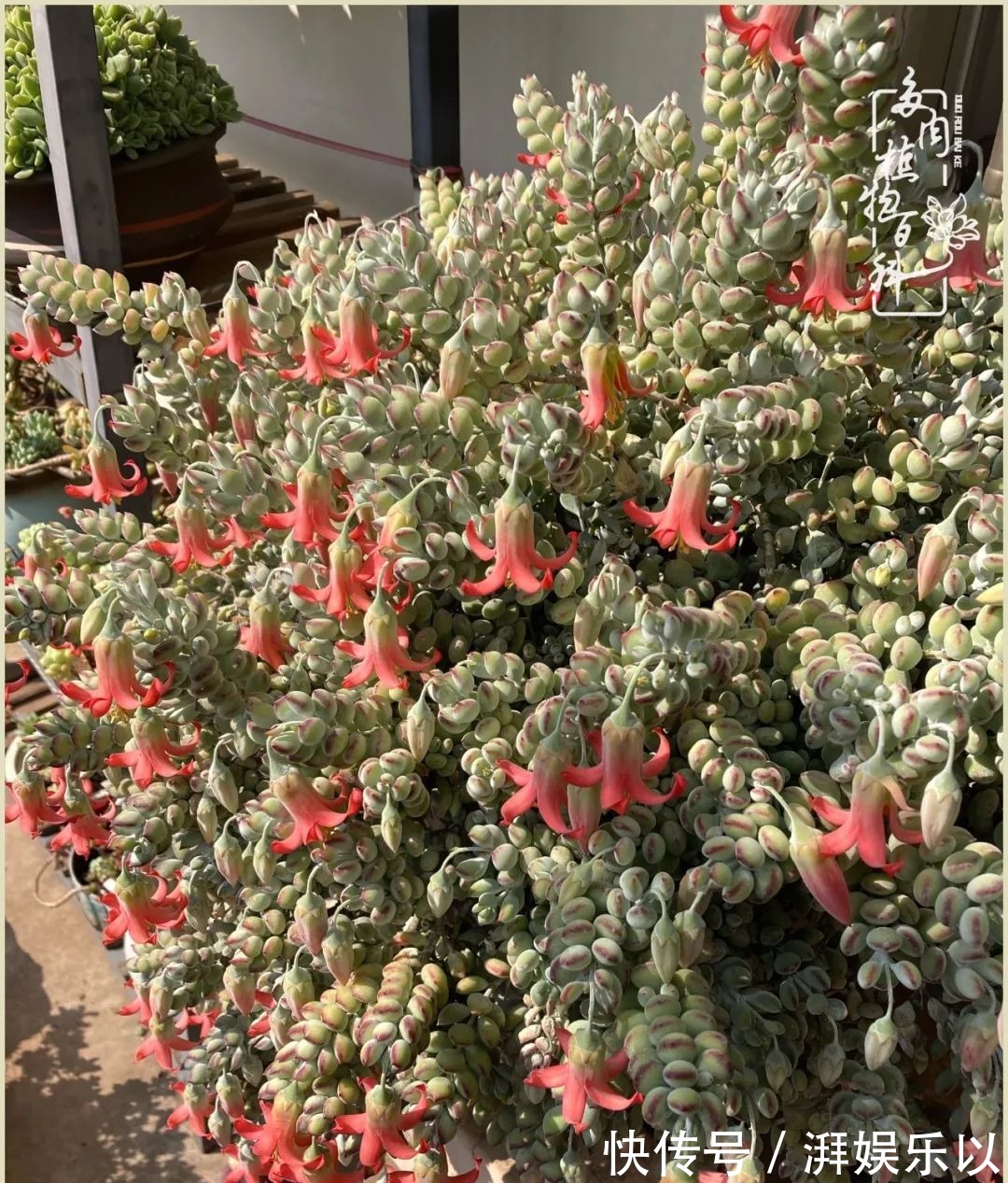 遇见即美,花事未荼蘼!种一桌子多肉,看花开花落!
