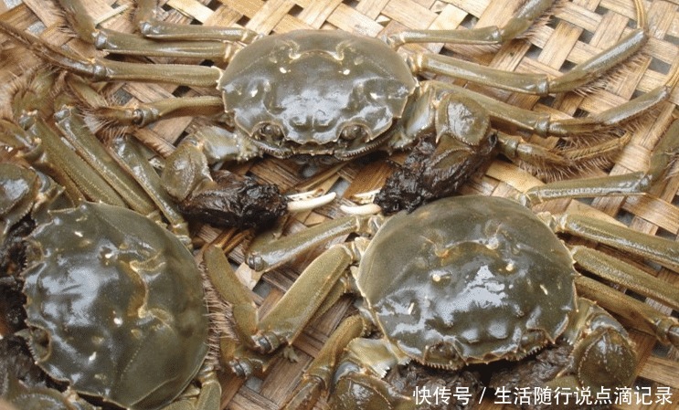 方法|保存螃蟹,不要直接放冰箱!老渔民教你简单方法,放7天还是活的