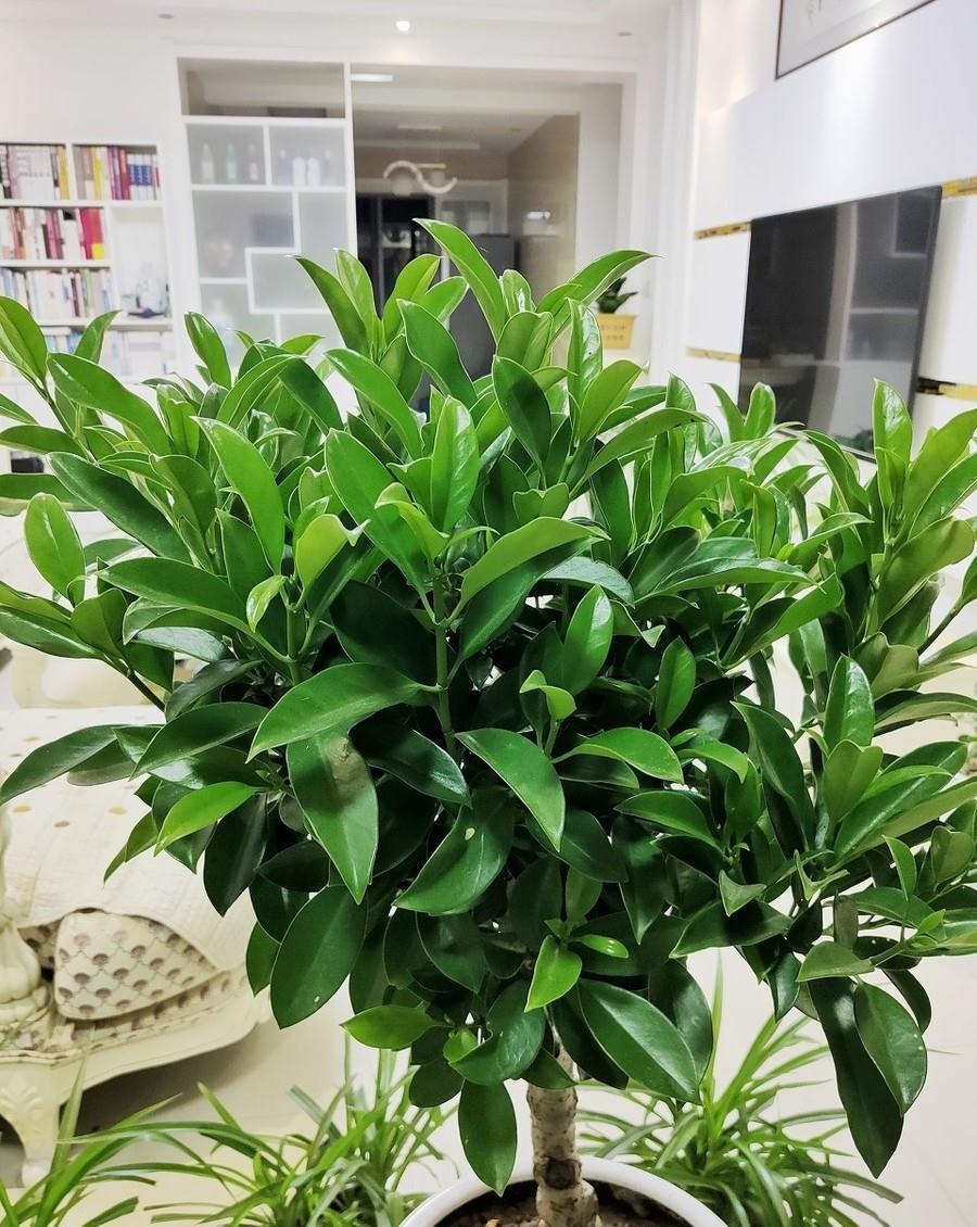 鸭脚木|这22款植物室内养护不但净化空气还吸甲醛,花友纷纷收藏