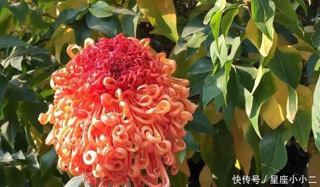 传统|宋江仅是施耐庵的宋江,是文人笔下一个传统道德践行者的化身