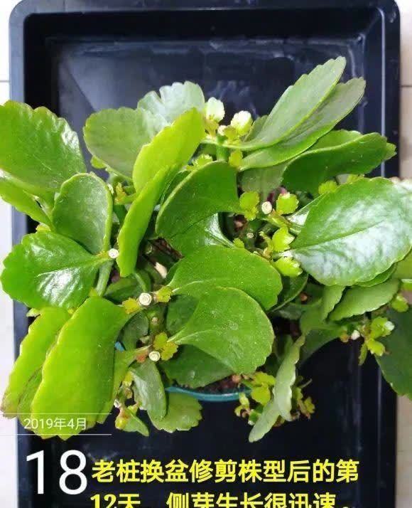 蝴蝶兰开花不是一次性,花后剪一剪,还能继续开花