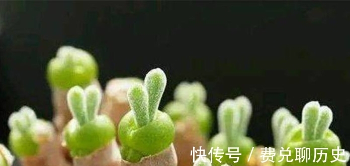 射手座|十二星座专属“多肉植物”狮子座逆境不死鸟，天秤座呆萌小白兔