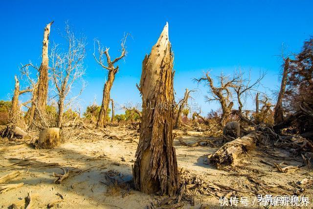 烟花|藏不住了！新疆发现全球最大沙漠胡杨林，比额济纳还美，游客很少