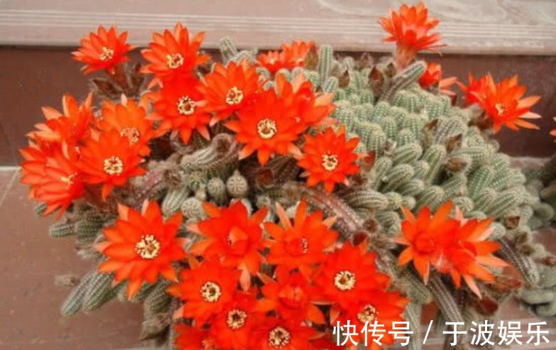 角堇|夏天养此款花卉,长势好、花色艳,雍容华贵,养护简单