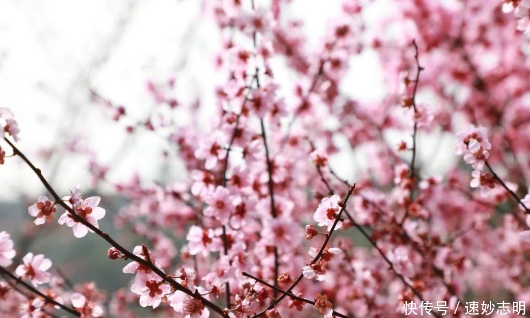 老年|韶山市清溪镇一苗木种植基地:梅开花香引蝶忙(图)