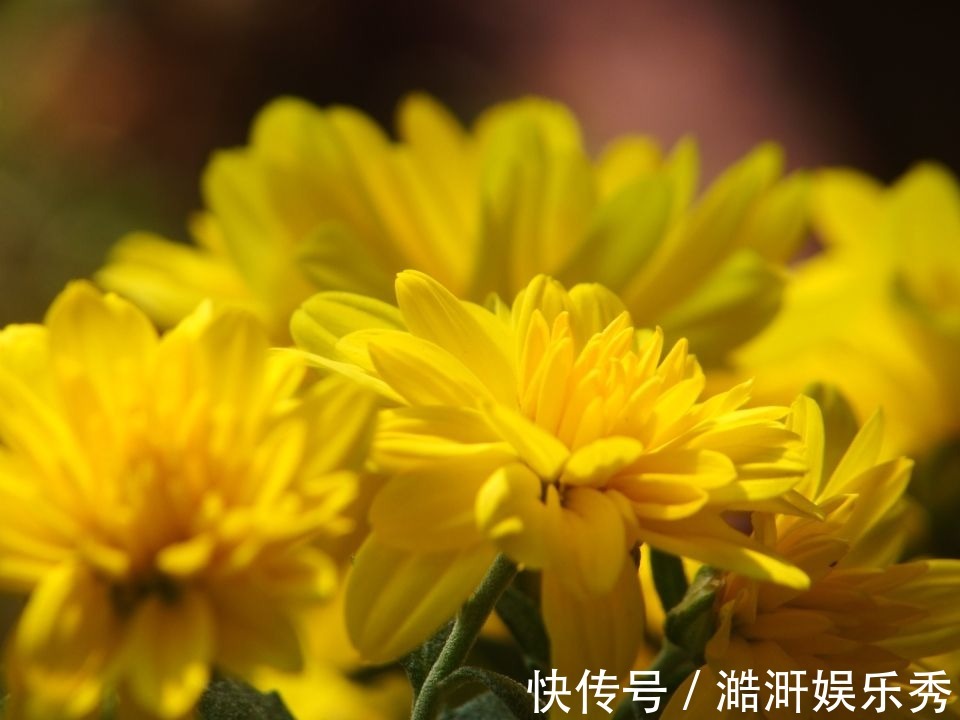 “3种花”有争议,有人说它不吉利,有人说它好寓意,你觉得呢?