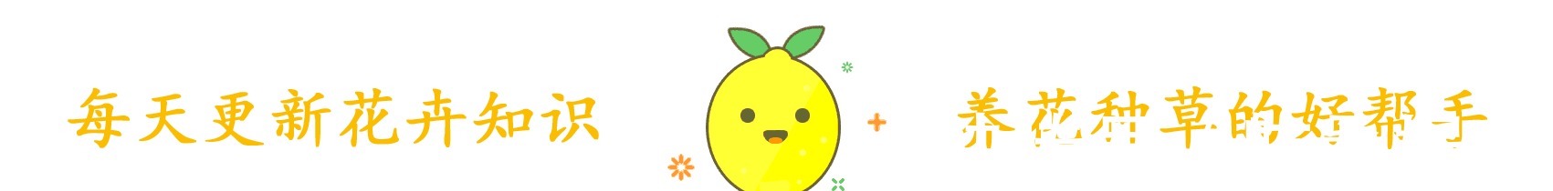 君子兰就喜欢这3种肥,家里都有,埋在盆里就有用,根壮花多