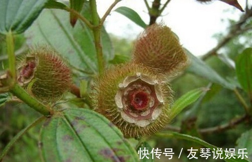 消食止痢|农村有这么一种漂亮的野果,好吃又可以泡酒,还是庭院盆栽植物!