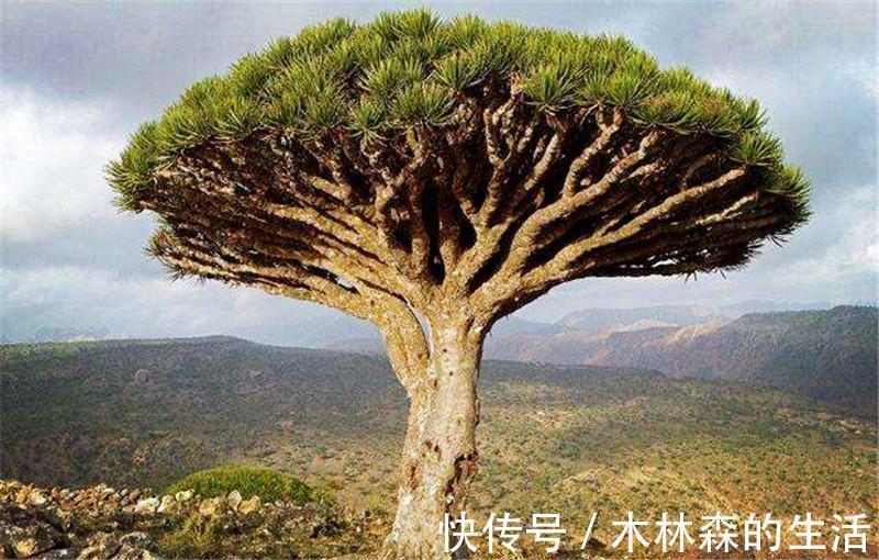 常备药|盘点那些“好用不贵”的家中常用药，性价比还很高！