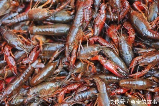红壳虾|同样是小龙虾,“青壳”和“红壳”的区别其实很大,看完涨知识了