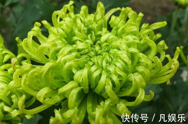 最美的“3种”菊花,个个绚丽多姿,高贵优雅,开花爆盆成花海!