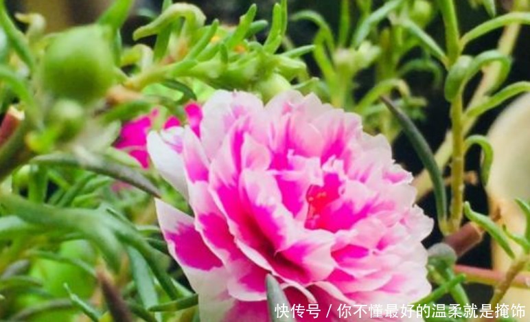 太阳花|“4种花”漂亮又好养,从春天一直开到冬天,越养越喜欢!