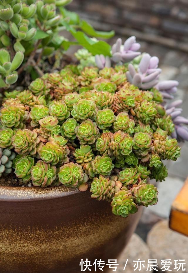 根系好的多肉,平时有这3种表现,及时培养快速长成老桩