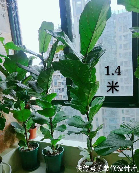 花友|7种花，现在要砍头，冲天炮变成爆炸头