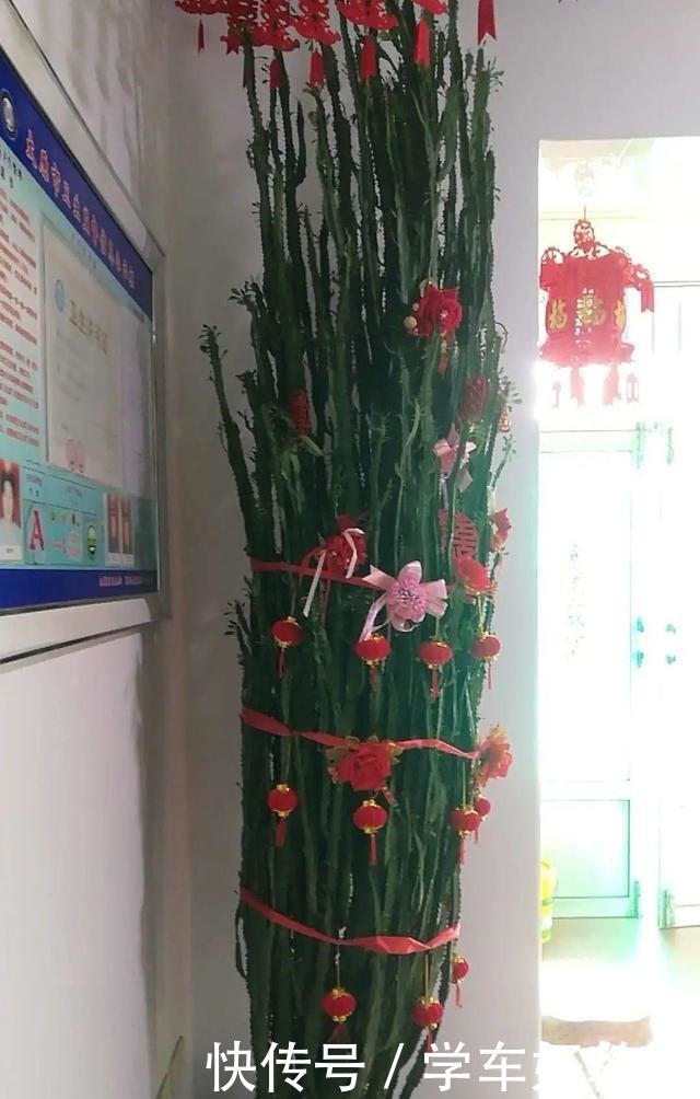 1米7的天竺葵,开花成瀑布,太震撼了!