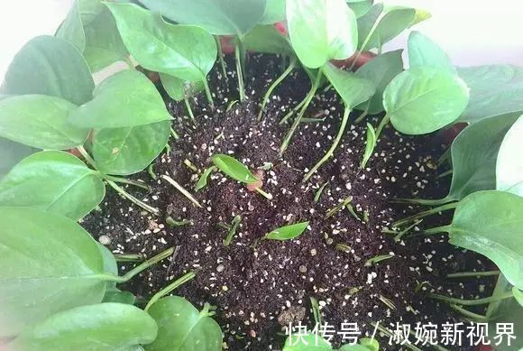 有救|妙招要死的绿萝舍得丢剪一剪,插一插,一个月后爆盆绿油油