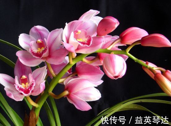 养花就养这几款，花朵小巧玲珑，清新脱俗，懒人最爱