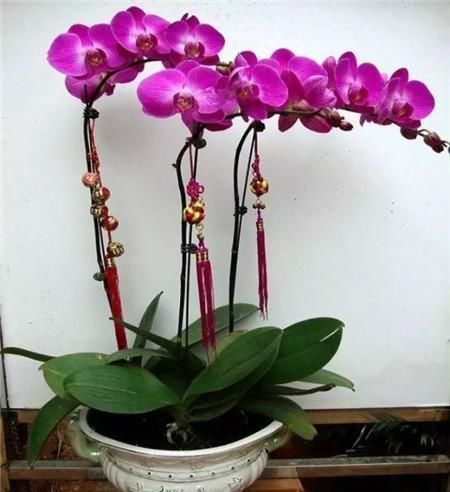 刚买回家的蝴蝶兰,教你几招,就可以轻松根旺、叶绿、开花多
