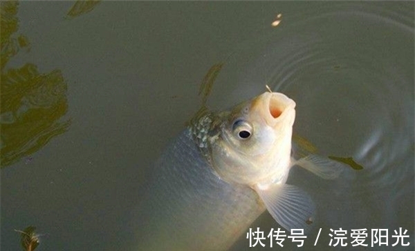 冬季钓鱼,钓组这样搭配更灵敏,不影响信号传递,可以大小兼顾!