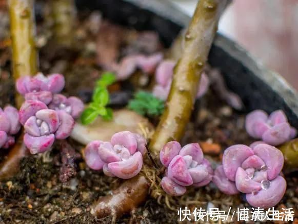 李大姐养多肉10多年，总结6个好品种，新手也能养成“漂亮老桩”