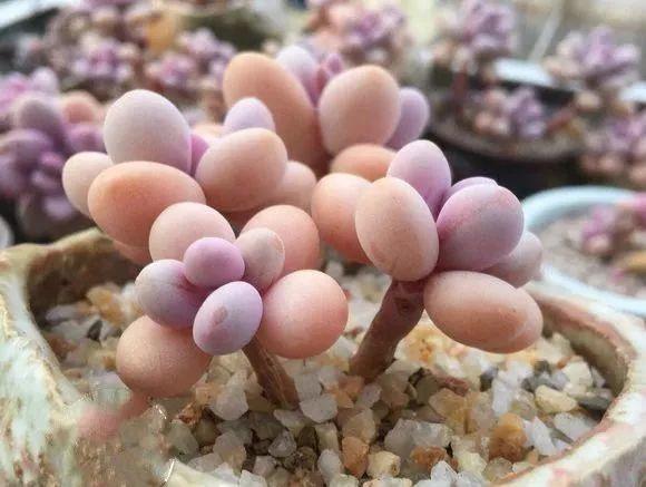 蓝鸟|多肉法师不但长得快,颜色艳品种多,越看越喜欢!