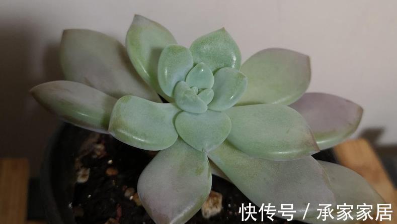 重症|立秋前后,蚧壳虫来袭咋办?养多肉轻症用蚊香,重症才用杀虫剂